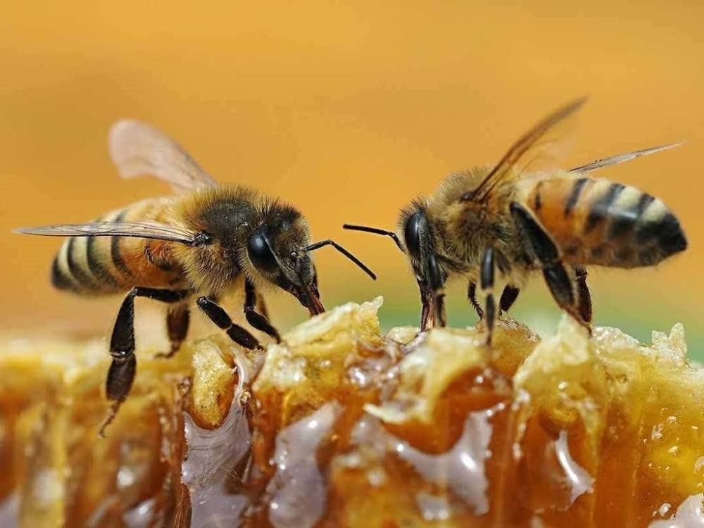 Honeybees on fresh honeycomb dripping with honey